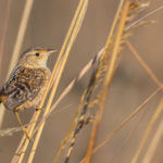 Thumbnail of http://Sedge%20Wren