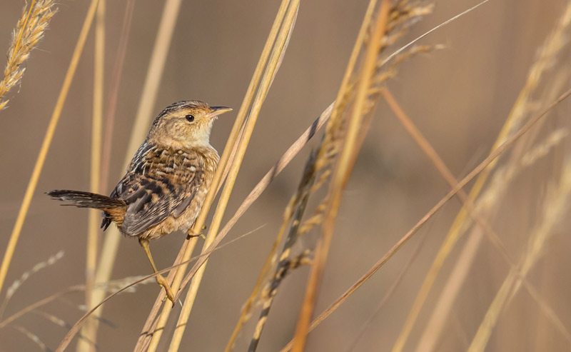 Sedge Wren