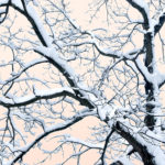 Thumbnail of http://Snow%20Oak