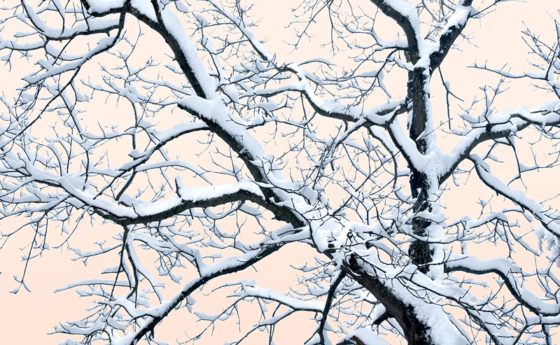 Snow Oak