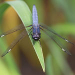 Thumbnail of http://Spangled%20Skimmer