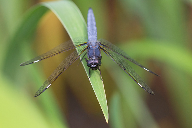 Spangled Skimmer