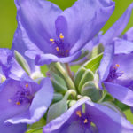 Thumbnail of http://Spiderwort