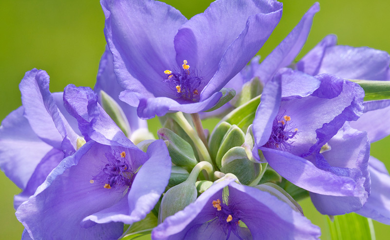 Spiderwort