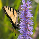 Thumbnail of http://Tiger%20Swallowtail