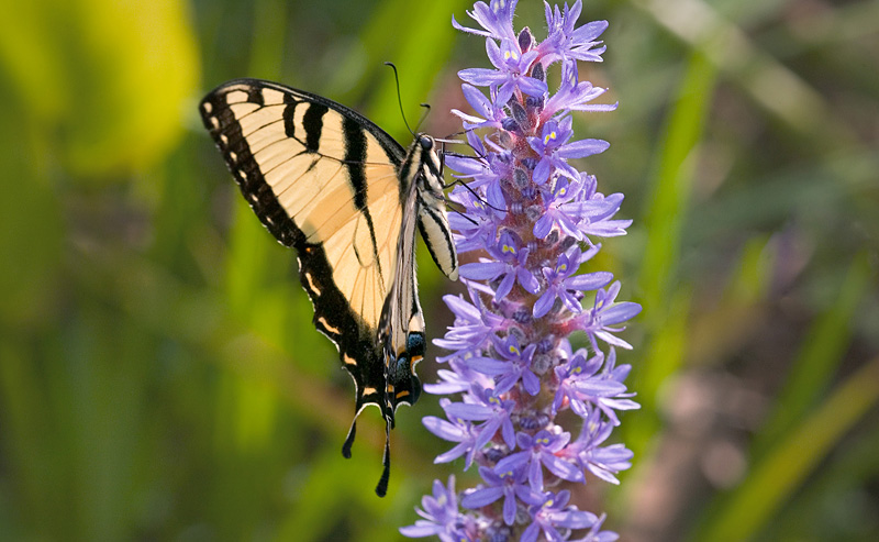 Tiger Swallowtail