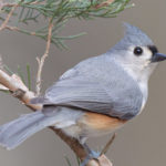 Thumbnail of http://Tufted%20Titmouse%20large
