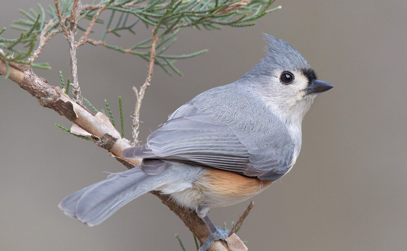 Tufted Titmouse large