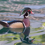 Thumbnail of http://Wood%20Duck