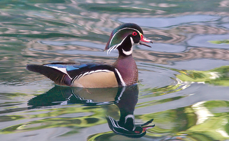 Wood Duck