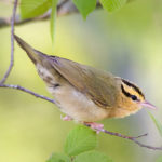Thumbnail of http://Worm%20Eating%20Warbler
