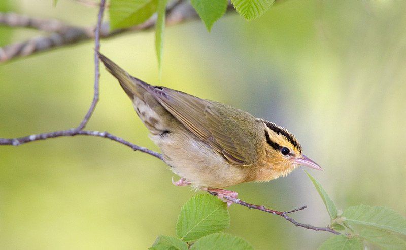 Worm Eating Warbler